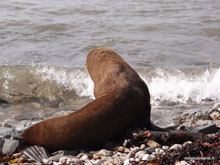 Otarie à fourrure - Nouvelle-Zélande